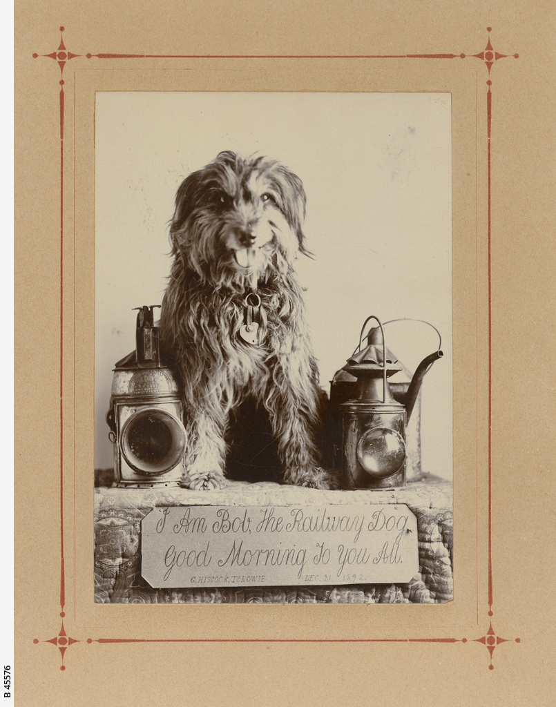 bob-the-railway-dog-sarlines-books-south-australia-steam-trains