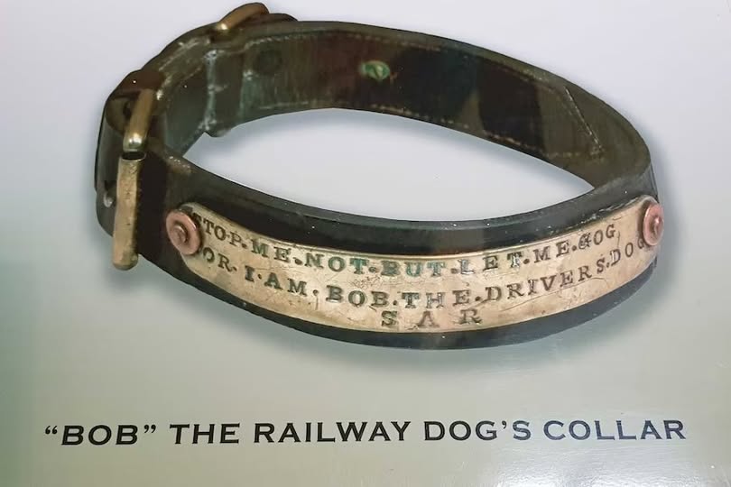 collar-bob-the-railway-dog-south-australia-train-traveller