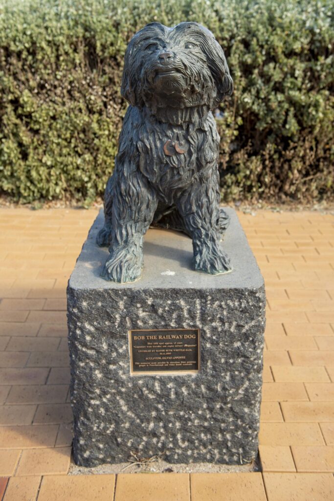 peterborough-bob-the-railway-dog-south-australian-train-station
